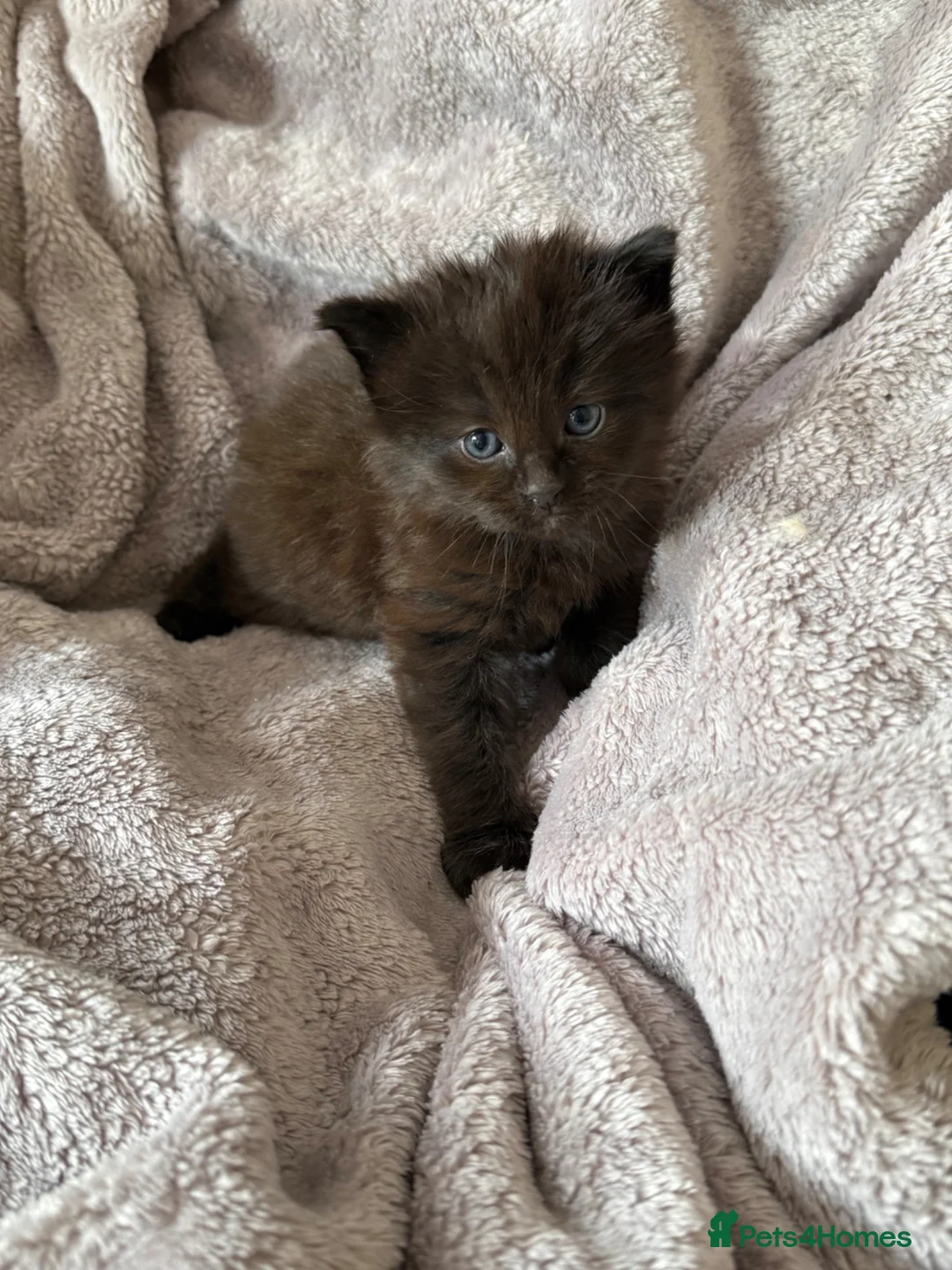 Ragdoll cats for sale: Ragdoll X Persian kittens in Perth - Advert 7