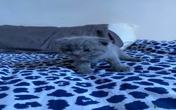 Scottish Fold cats for sale: Scottish Fold kittens for sale 3 Girls 2 Boys  - Advert 18