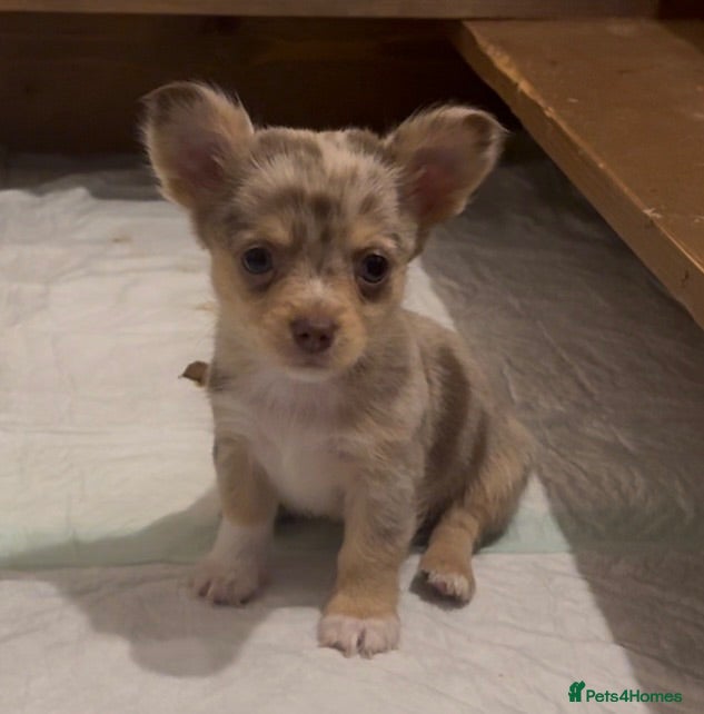 Chihuahua dogs 5 beautiful chihuahua puppies - Advert 11