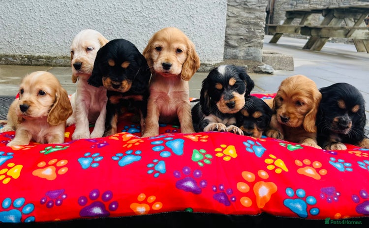 Cocker Spaniel dogs - Advert 13