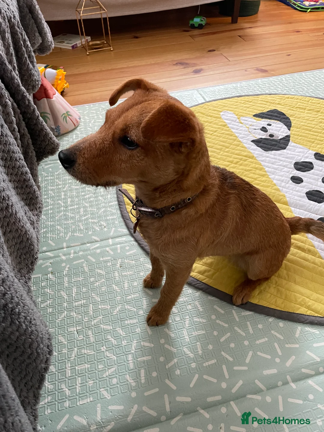 Mixed Breed dogs for sale: 9month old puppy in Saint Helens - Advert 2