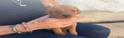 Labrador Retriever dogs for sale: STUNNING FOX RED PUPPIES - Advert 14