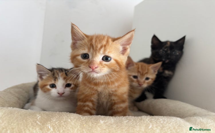 Mixed Breed cats - Advert 1