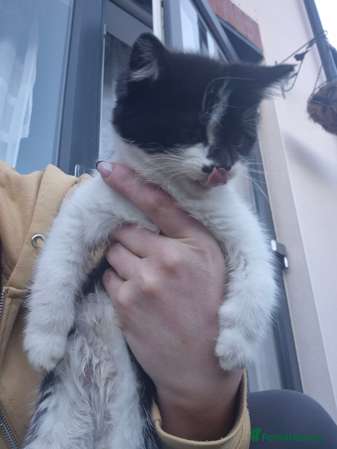 Mixed Breed cats for sale: Kittens  - Advert 5