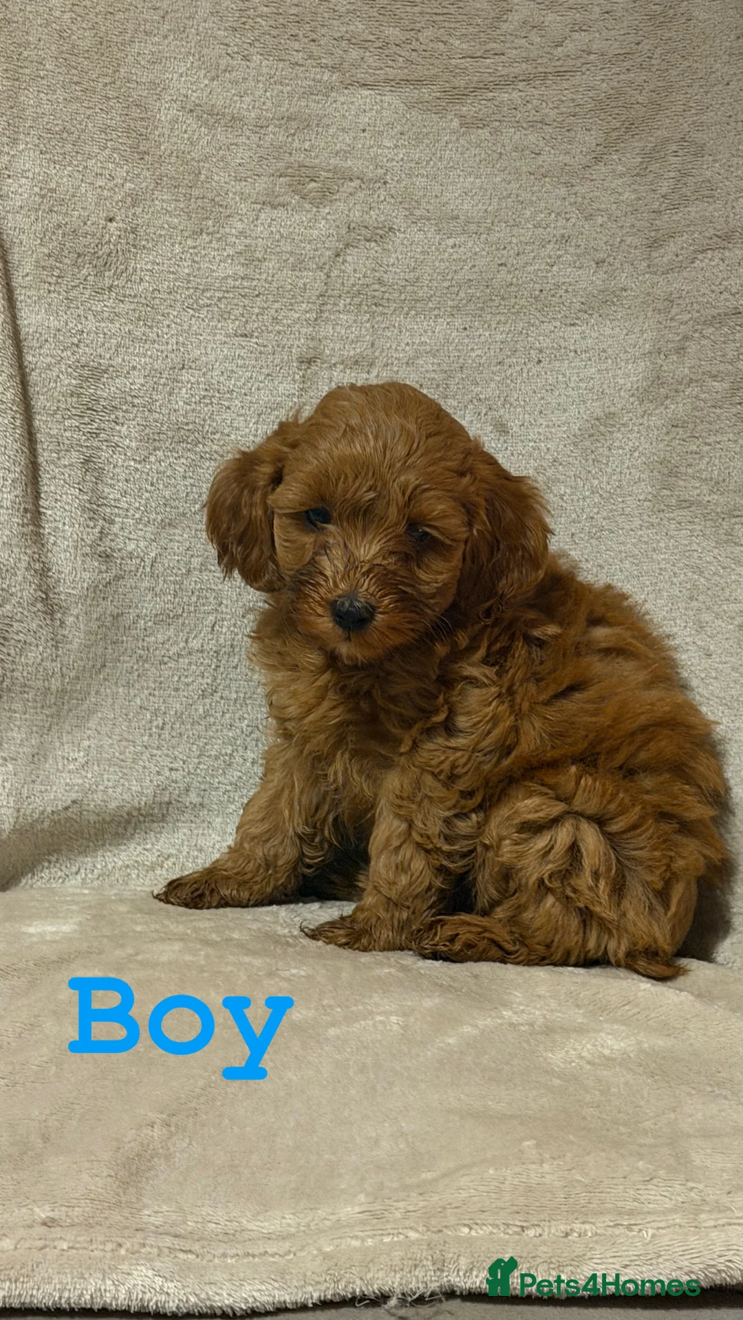 Cockapoo dogs for sale: F1b cockapoo  - Advert 4