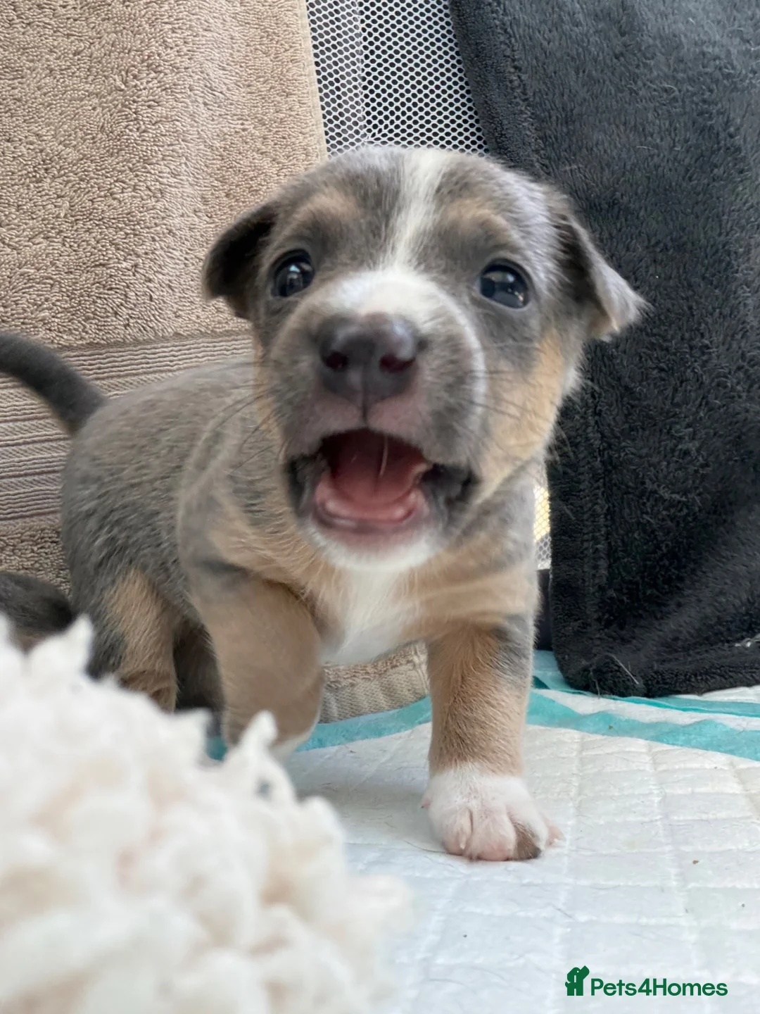 Jack Russell dogs for sale: Jack russel pups in Billericay - Advert 9