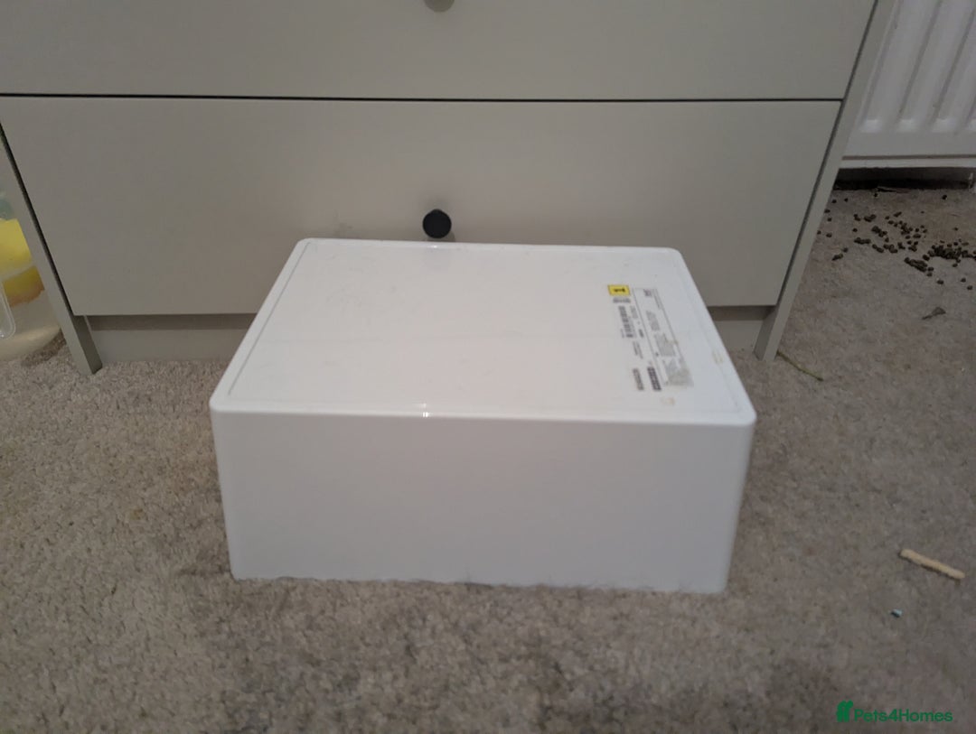 Mini Lop rabbits for sale: Mini Lop for a good home 🥰 - Image 25