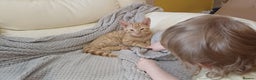Mixed Breed cats for sale: Male ginger cat - Advert 3