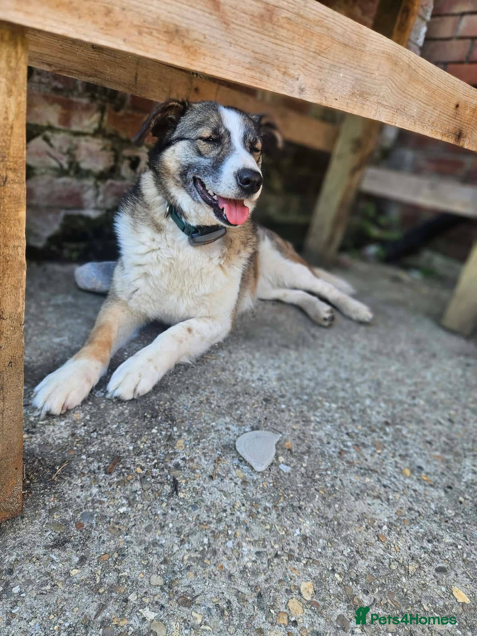 Mixed Breed dogs Doucia for adoption - Advert 1