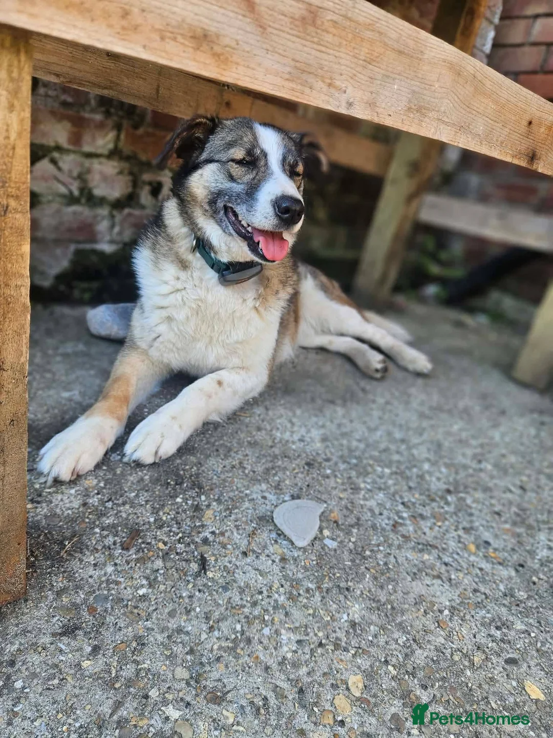Mixed Breed dogs for adoption: Doucia for adoption in Hastings - Advert 1