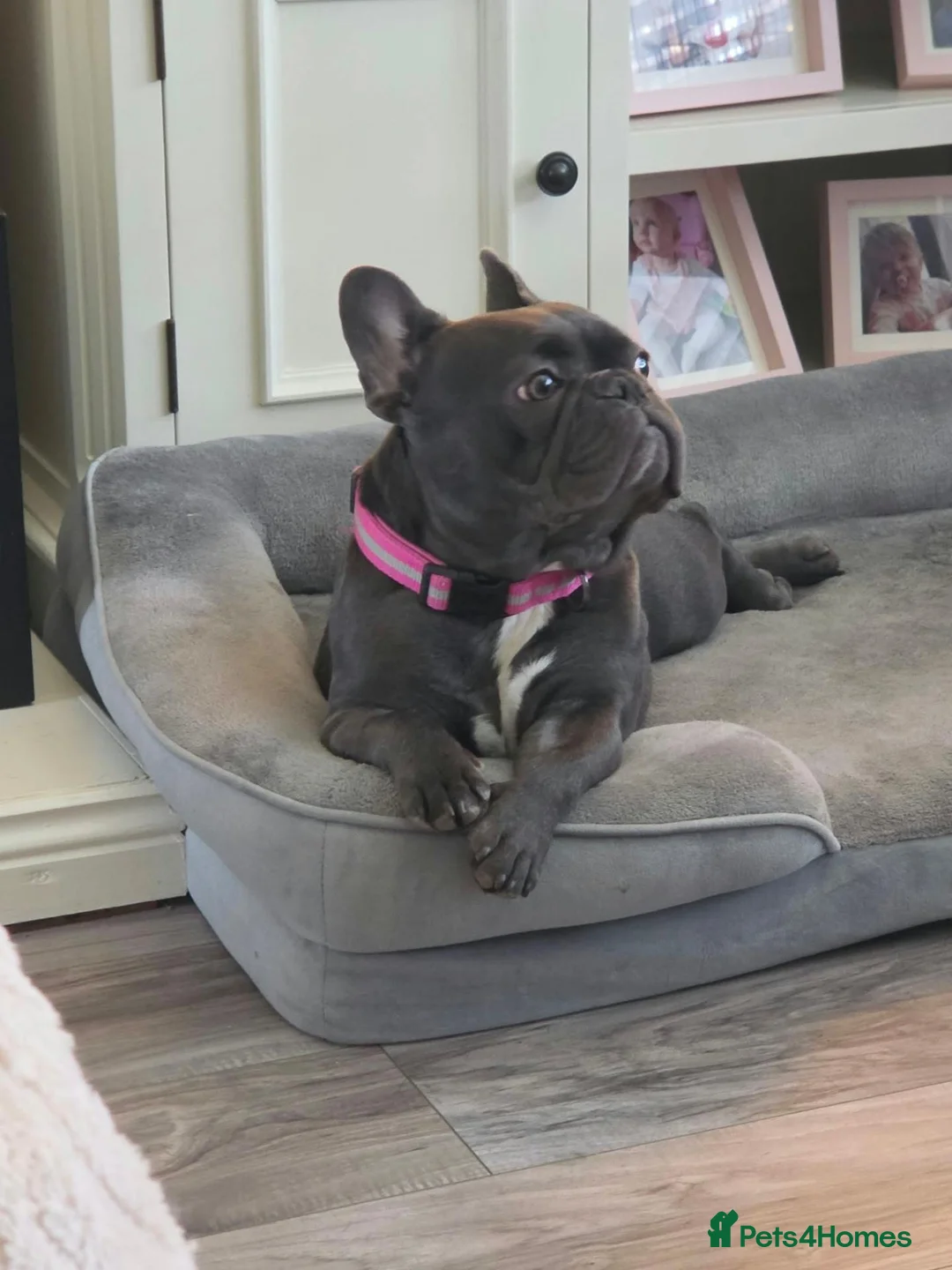 French Bulldog dogs for sale: French bulldog girl - Advert 2