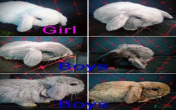 Mini Lop rabbits for sale: Beautiful Mini Lop Bunnies available  - Image 1