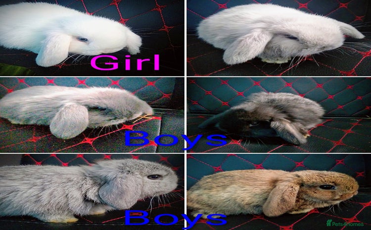 Mini Lop rabbits - Advert 2