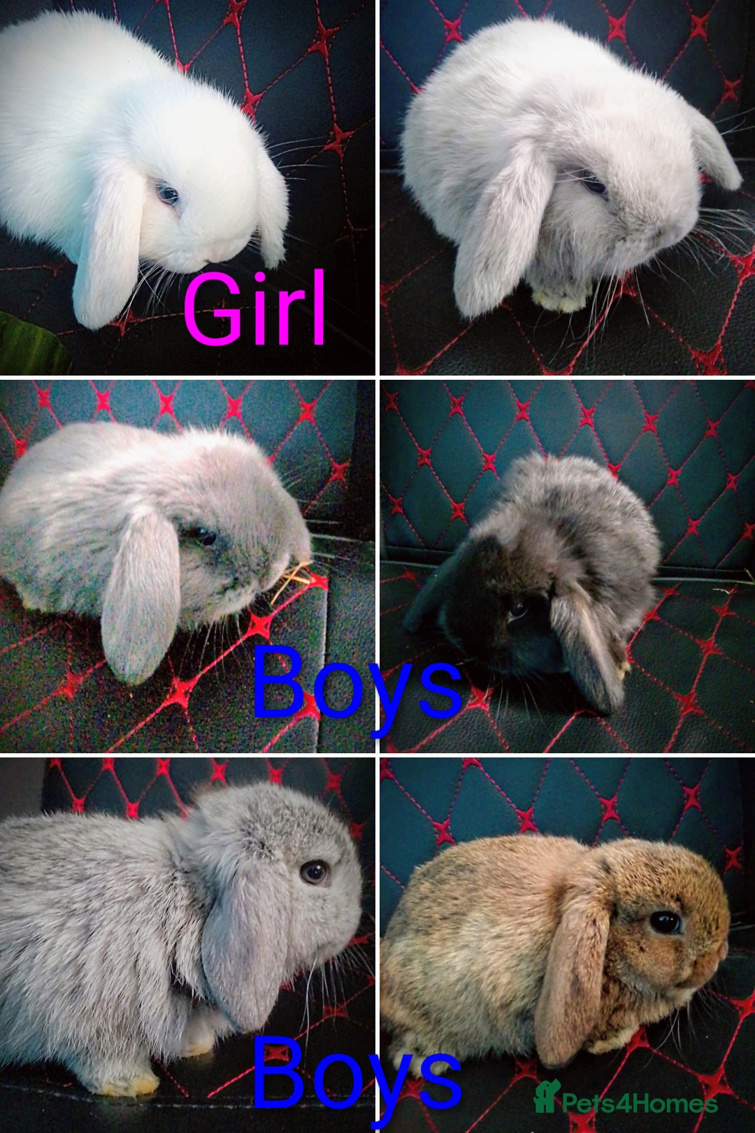 Mini Lop rabbits for sale: Beautiful Mini Lop Bunnies available  - Image 1