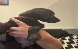 Labrador Retriever dogs for sale: Quality KC registered BLK Labrador Retriever Bitch - Image 3