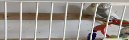 Budgerigars birds for sale: Baby budgies  - Advert 8