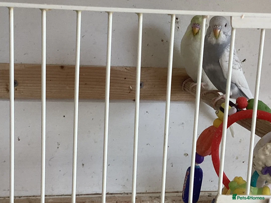 Budgerigars birds for sale: Baby budgies  - Advert 8
