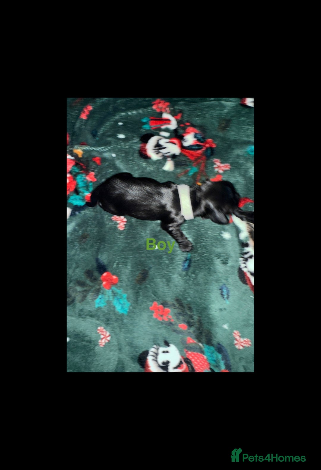Cocker Spaniel dogs for sale: Cocker spaniel puppies - Image 3