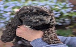 Cockapoo dogs for sale: Stunning Family Pets - Litter References Available - Image 6