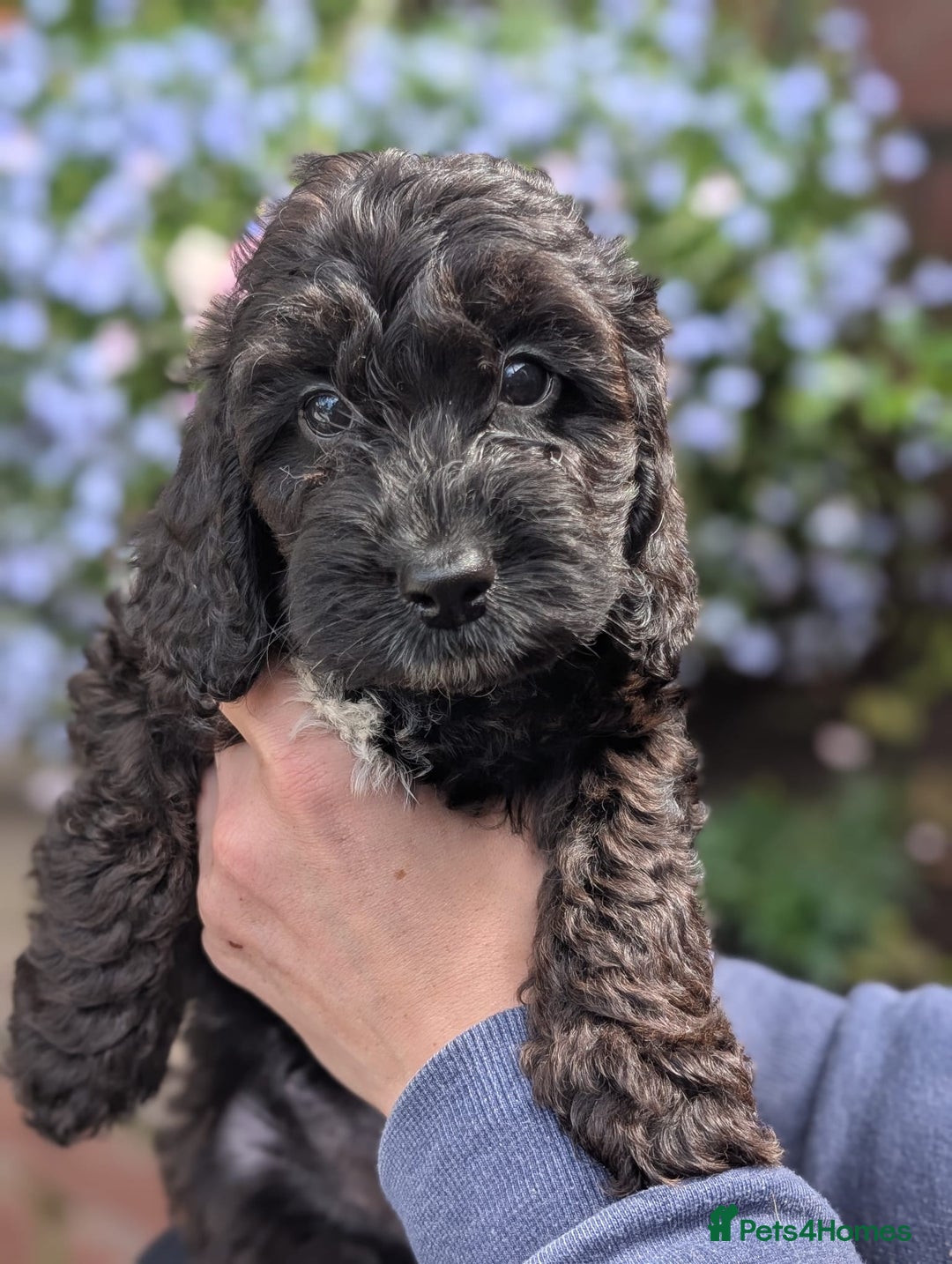 Cockapoo dogs for sale: Stunning Family Pets - Litter References Available - Image 6