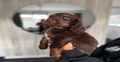 Cocker Spaniel dogs - Advert 15