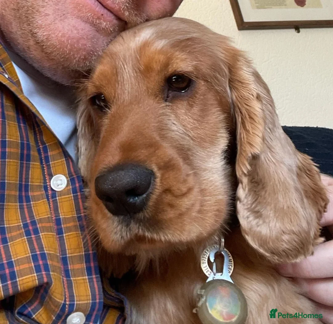 Cocker Spaniel dogs for stud: Show cocker Stud only in Lincoln - Advert 2