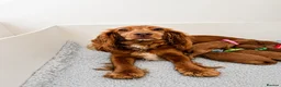 Cockapoo dogs for sale: 🐶✨Exceptional F1 Miniature Cockapoo ✨🐶 - Advert 2