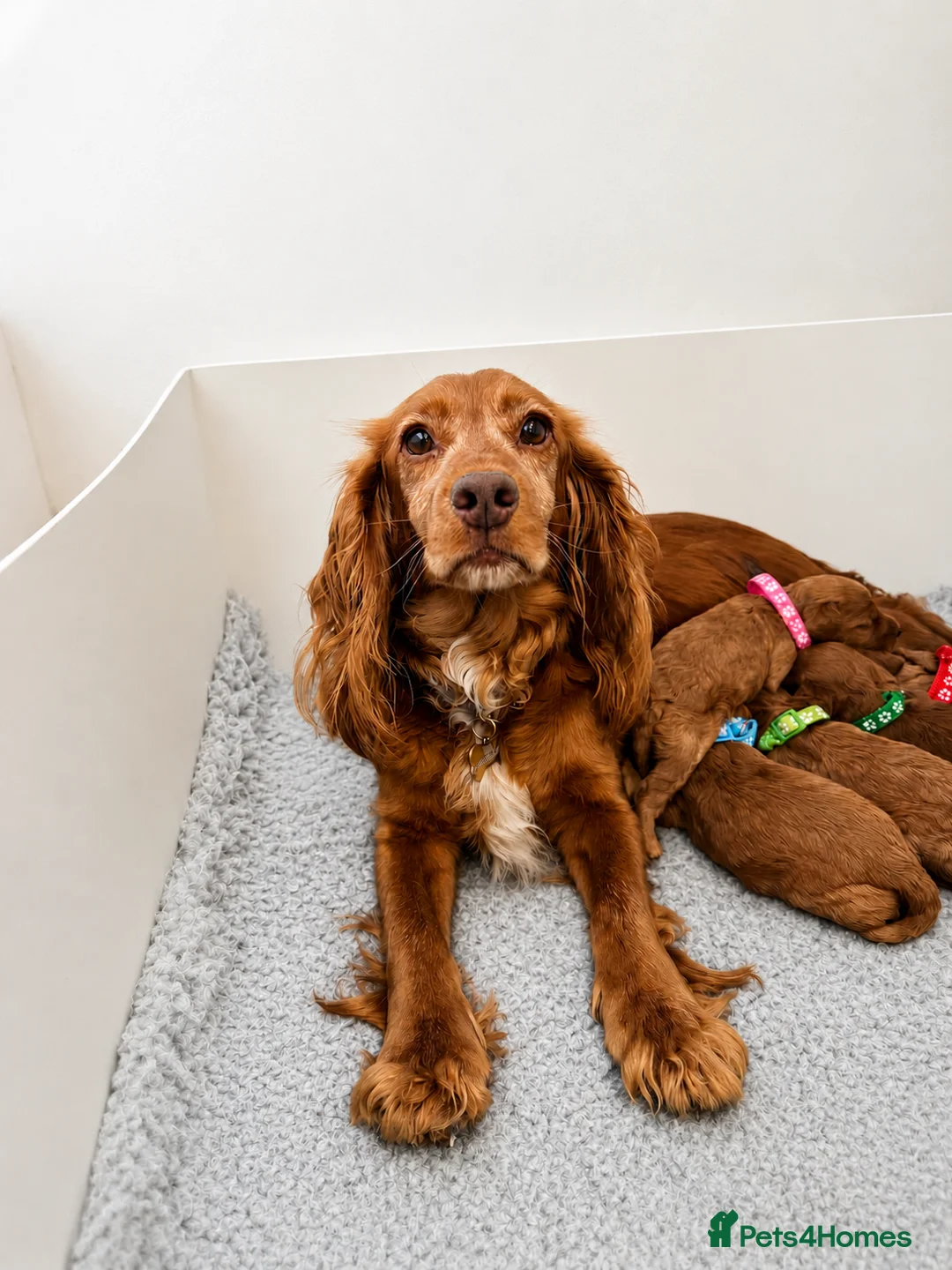 Cockapoo dogs for sale: 🐶✨Exceptional F1 Miniature Cockapoo ✨🐶 - Advert 2