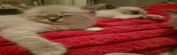 Ragdoll cats for sale: 6x purebred blue, lilac and lynx ragdoll kittens - Advert 6