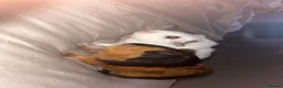 Guinea Pig rodents for sale: Two male guinea pigs for sale - Advert 5