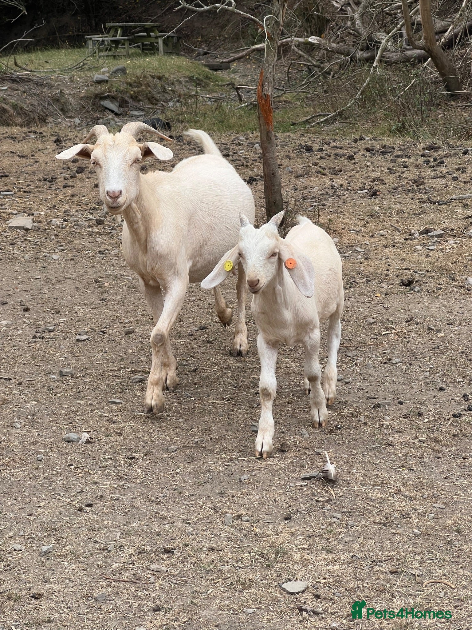Goats livestock Intact Anglo Nubian billy goat kid for sale - Advert 2