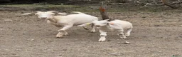 Goats livestock for sale: Intact Anglo Nubian billy goat kid for sale - Advert 2