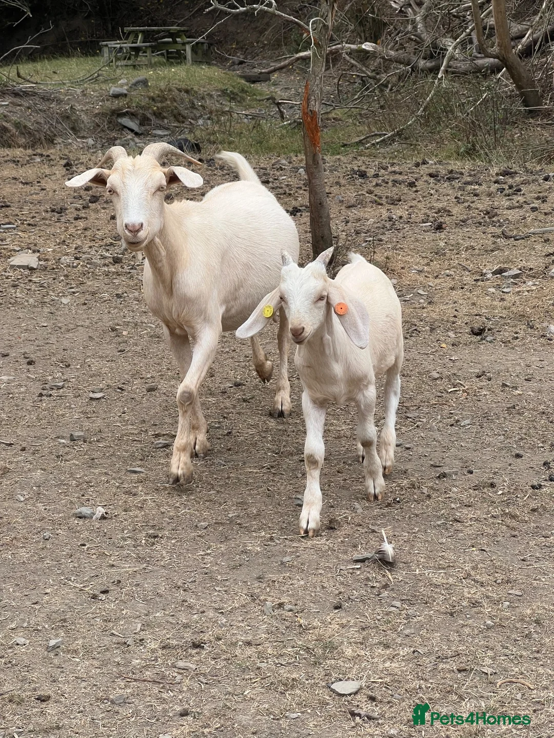 Goats livestock for sale: Intact Anglo Nubian billy goat kid for sale - Advert 2