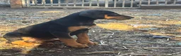Mixed Breed dogs for sale: * Ready to leave* Doberman x lurcher puppies - Advert 8