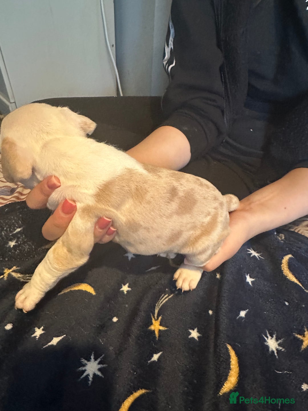 American Bully dogs for sale: ABKC REGISTERED Pocket Exotic/Extreme Bully PUPS! - Image 18