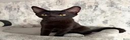 Savannah cats for sale: Melanistic Savannah F4 Female - Advert 4