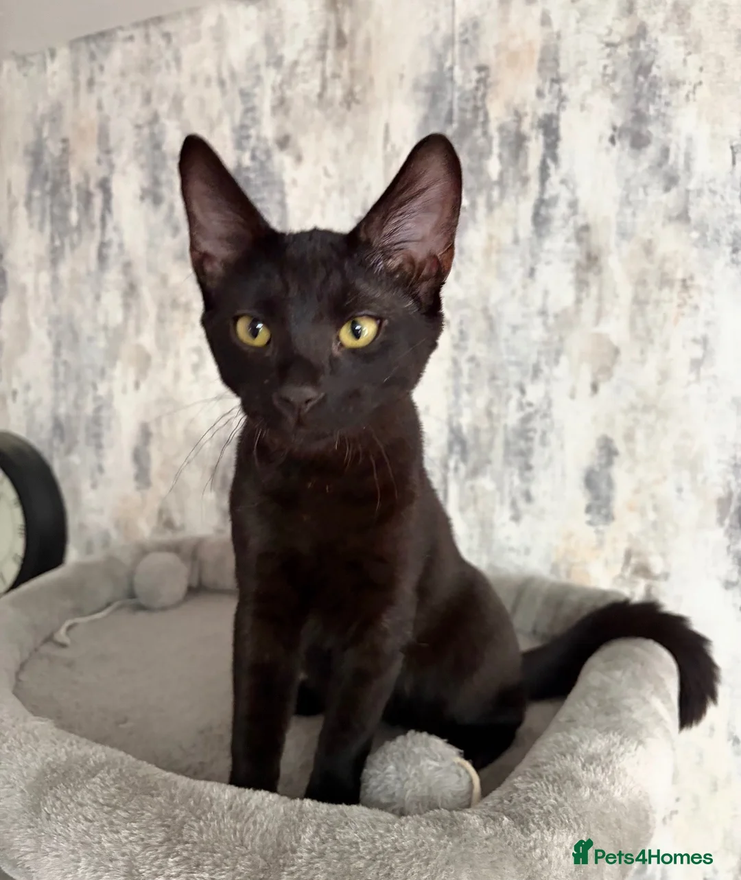 Savannah cats for sale: Melanistic Savannah F4 Female - Advert 4