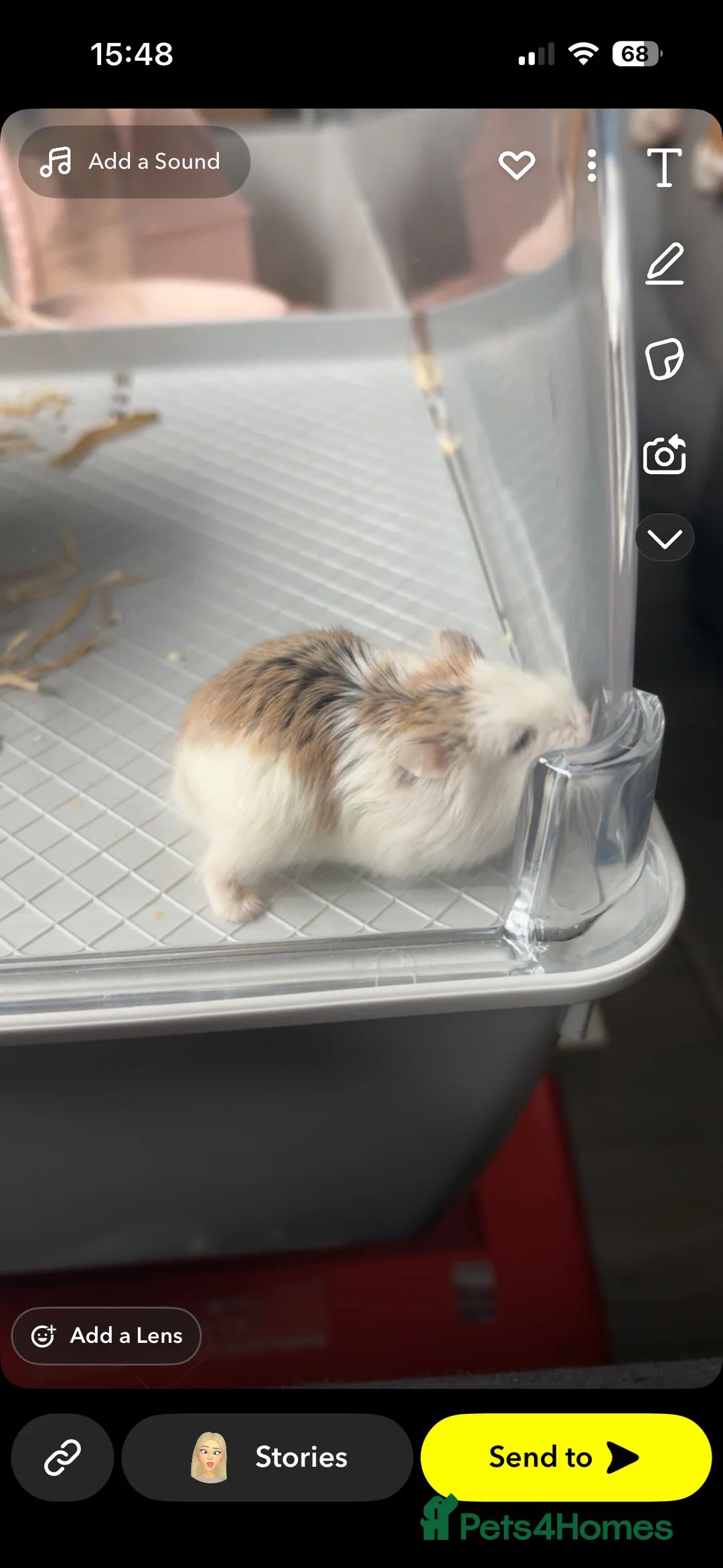 Hamster rodents for sale: Dwarf hamster for sale - Advert 2