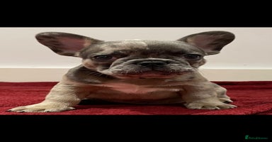 French Bulldog dogs - Advert 5