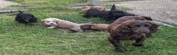 Cockapoo dogs for sale: Licensed breeder, health tested F1 cockapoos - Advert 4