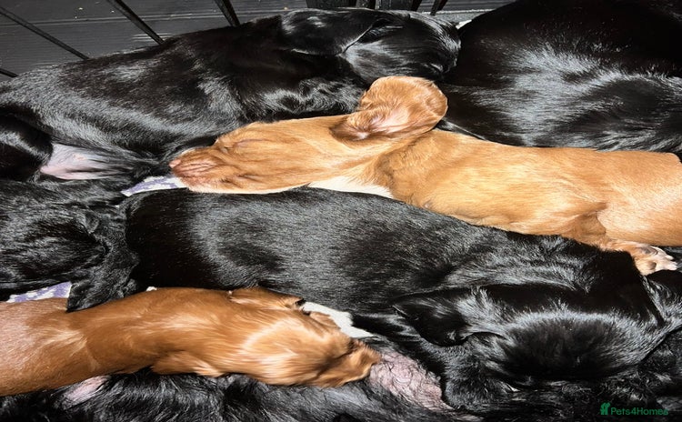 Mixed Breed dogs - Advert 4