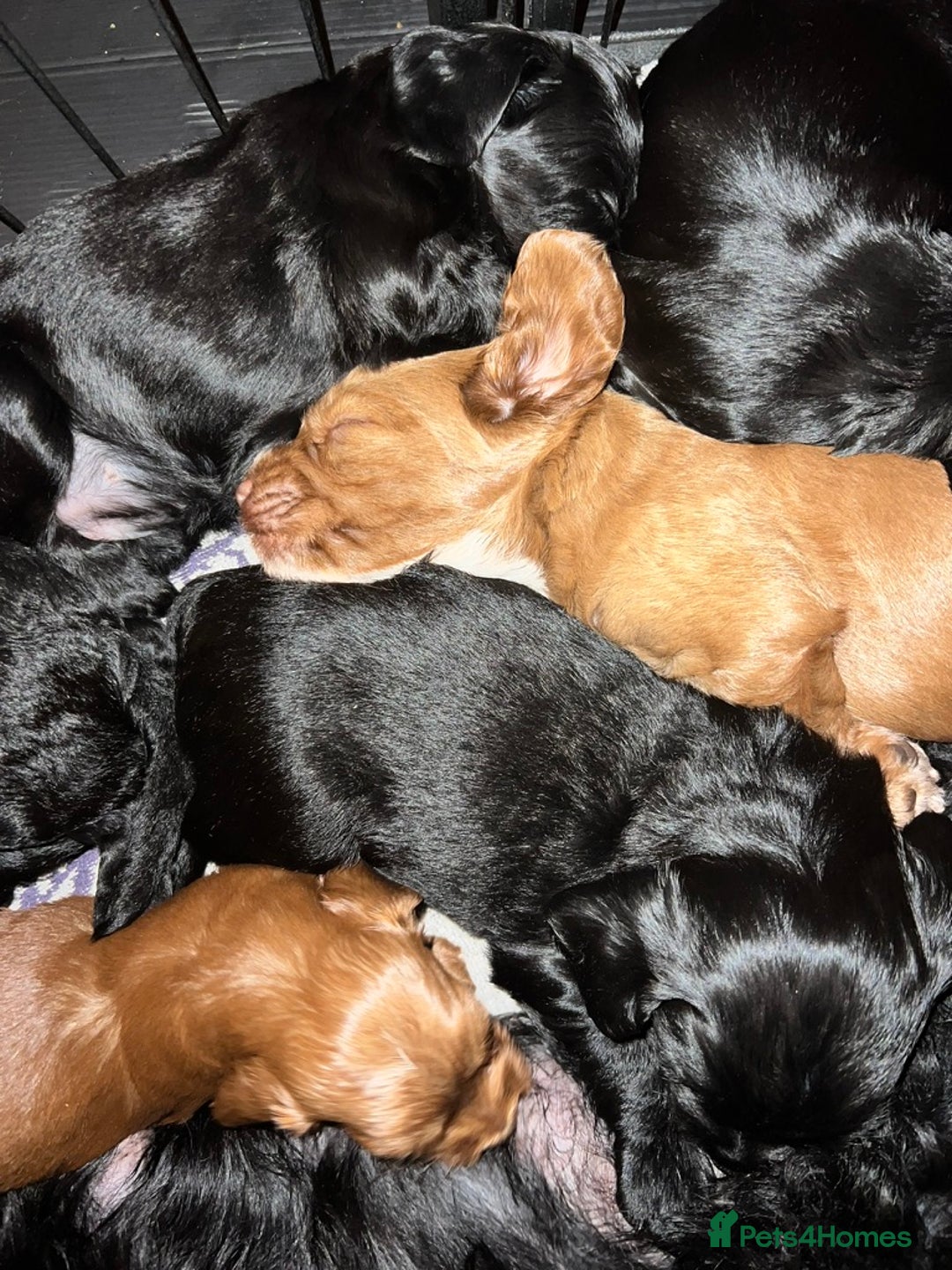 Cockapoo dogs for sale: Exceptional cockapoo pups- 1 Boy, 1 Girl left!! - Image 3