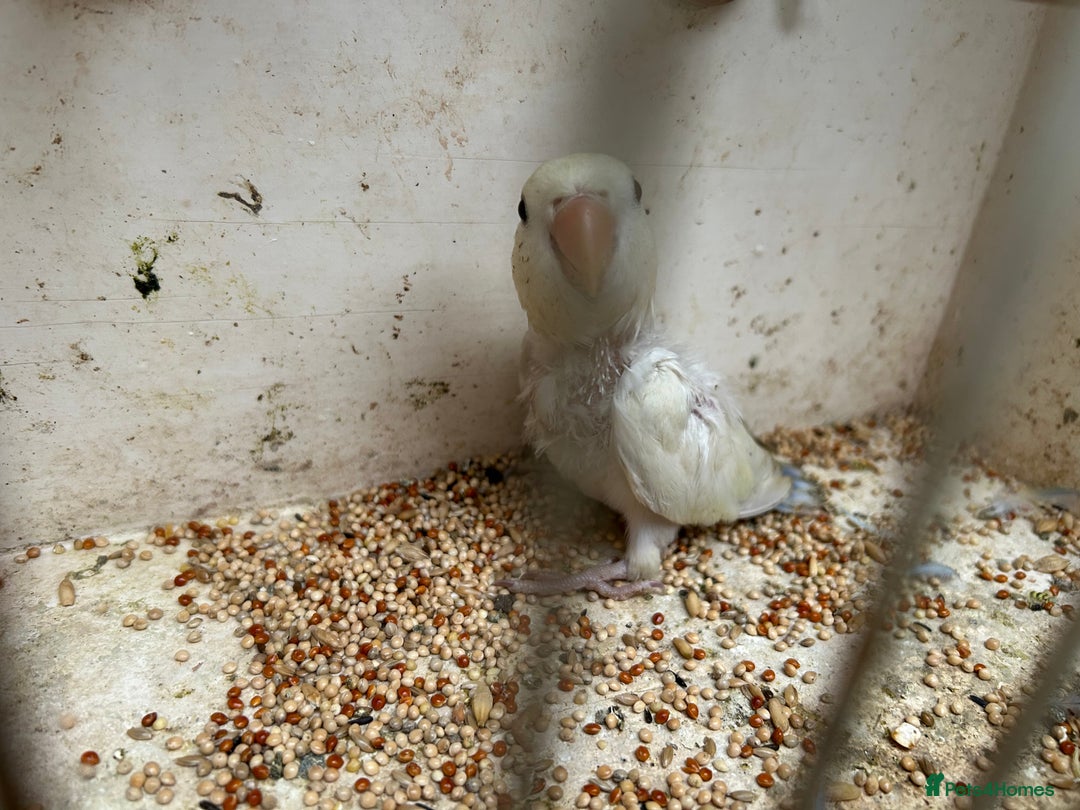 Lovebirds birds for sale: Lovebird for sale, all in good health  - Advert 9