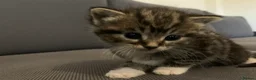 Mixed Breed cats for sale: Garfield  in Hull - Advert 5