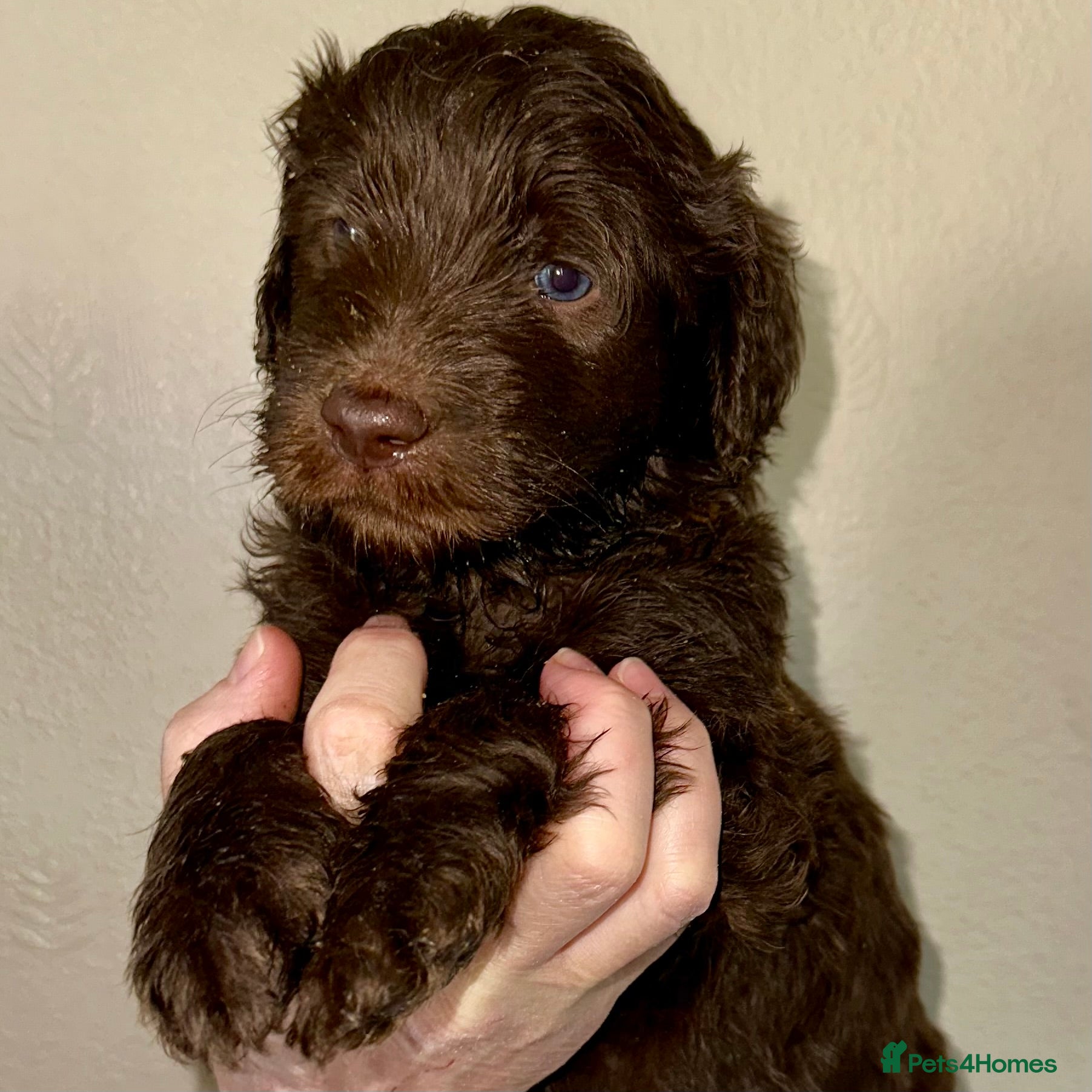 Double Doodle dogs Stunning Standard F3 Labradoodles  - Advert 2