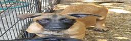 Belgian Shepherd Dog dogs for sale: Belgian malinois puppies KNVP working lines - Advert 7