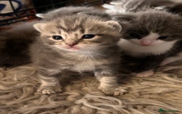 British Longhair cats for sale: British blue cross ragdoll kittens - Image 10