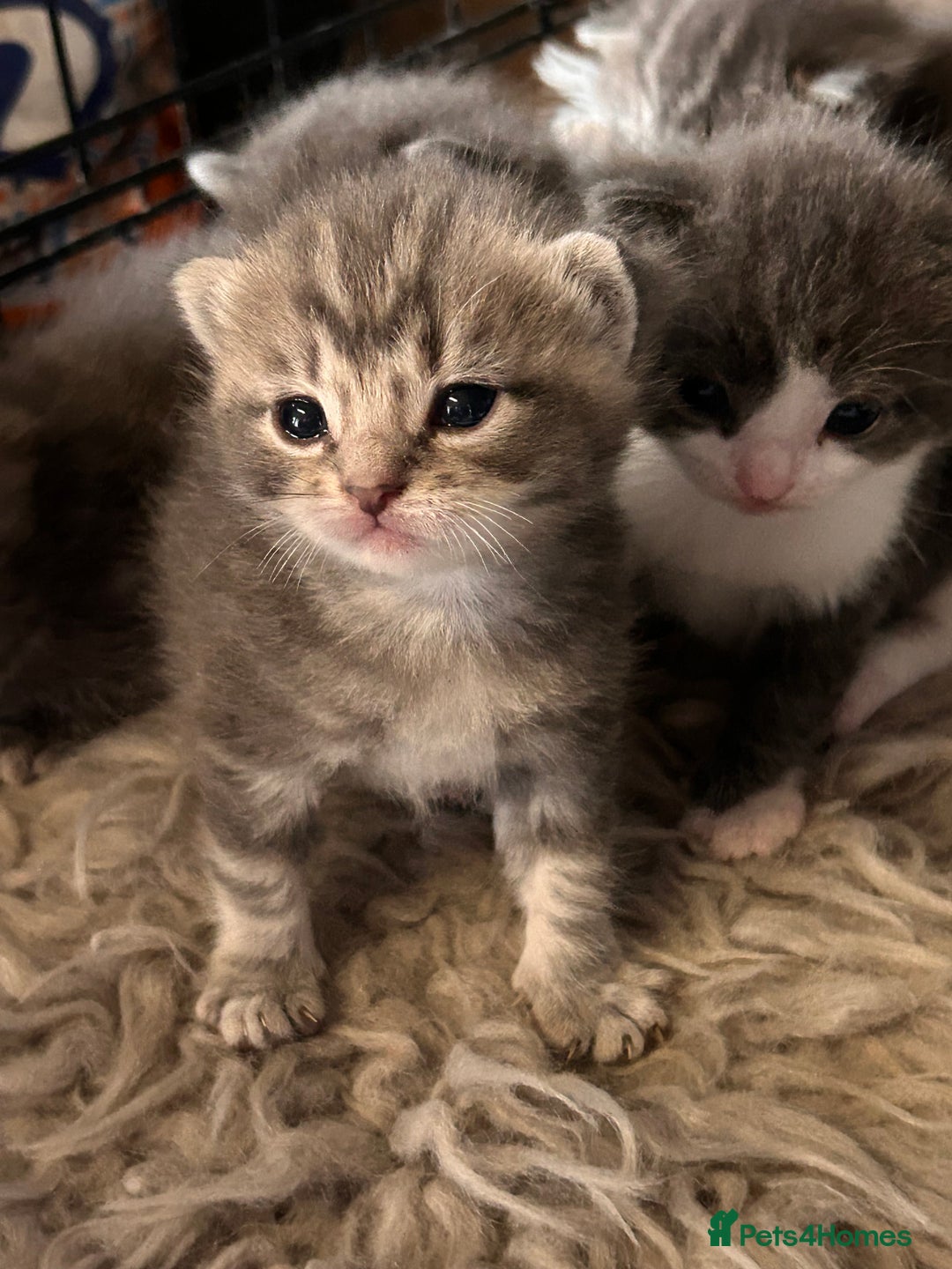 British Longhair cats for sale: British blue cross ragdoll kittens - Image 10