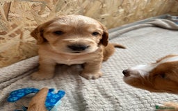 Cocker Spaniel dogs for sale: KC Registered working Cocker Spaniel Puppies  - Image 14