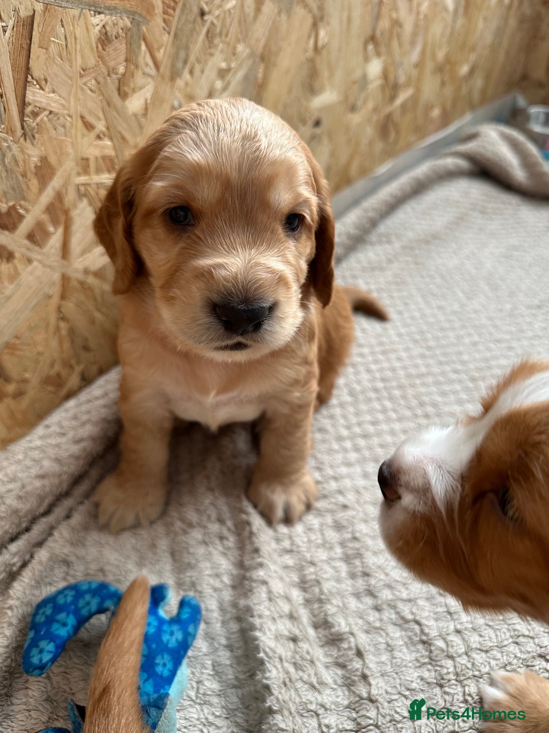 Cocker Spaniel dogs for sale: KC Registered working Cocker Spaniel Puppies  - Image 14
